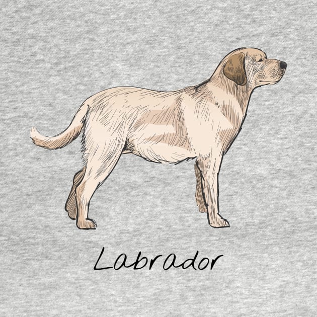 Labrador dog by This is store